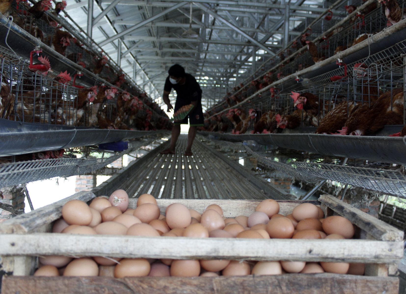 pemerintah membantu penyerapan telur ditingkat peternak sekaligus upaya peningkatan konsumsi protein hewani.