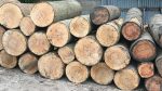 Kebutuhan kayu dunia yang mencapai USD 2,1 triliun per tahun sangat berpotensi mendukung upaya menyejahterakan petani dan mempercepat pertumbuhan ekonomi nasional.
